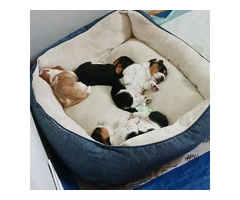 AKC Registered Female Basset Hound Puppies - Vet Checked, Vaccinated - 5
