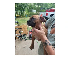 Full Blooded Boxer Puppies Available: 3 Males, 1 Female - 2