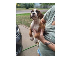 Full Blooded Boxer Puppies Available: 3 Males, 1 Female - 3