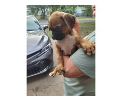 Full Blooded Boxer Puppies Available: 3 Males, 1 Female - 4