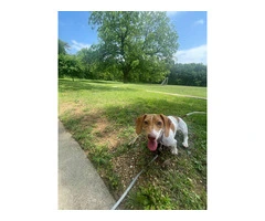 Playful 8-Month-Old Pie-Bald Dachshund