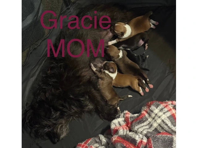 6 Chi-Poo puppies for sale - 5/6
