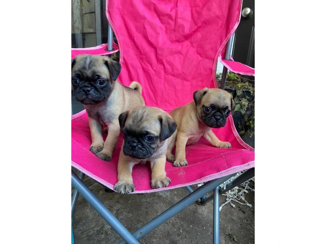 Playful and Energetic Pug Puppies Ready for Their Forever Homes - 1/8