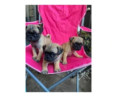 Playful and Energetic Pug Puppies Ready for Their Forever Homes
