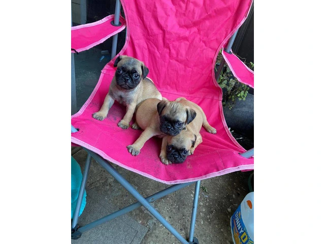 Playful and Energetic Pug Puppies Ready for Their Forever Homes - 2/8