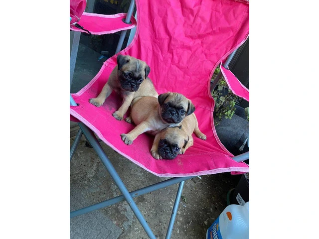 Playful and Energetic Pug Puppies Ready for Their Forever Homes - 3/8