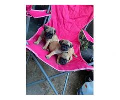 Playful and Energetic Pug Puppies Ready for Their Forever Homes - 3
