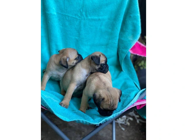 Playful and Energetic Pug Puppies Ready for Their Forever Homes - 7/8