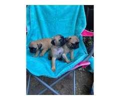 Playful and Energetic Pug Puppies Ready for Their Forever Homes - 8
