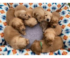 AKC Golden Retriever Puppies for Sale: Sweet, Loving, Farm-Raised