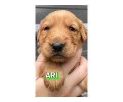 AKC Golden Retriever Puppies for Sale: Sweet, Loving, Farm-Raised - 6