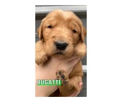 AKC Golden Retriever Puppies for Sale: Sweet, Loving, Farm-Raised - 7