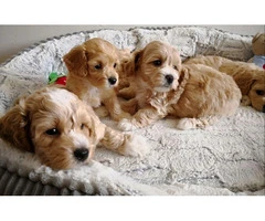 Goldendoodle Puppies Available