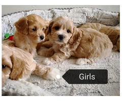 Goldendoodle Puppies Available - 2