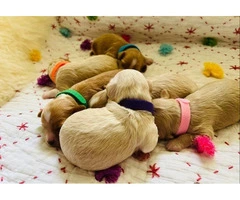 Goldendoodle Puppies Available - 5