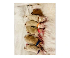 Goldendoodle Puppies Available - 7