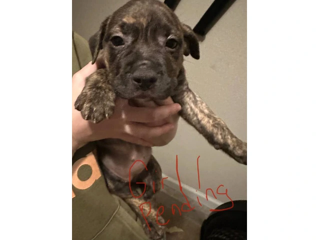 Gorgeous pitbull puppies ISO forever home - 2/9