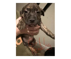 Gorgeous pitbull puppies ISO forever home - 2
