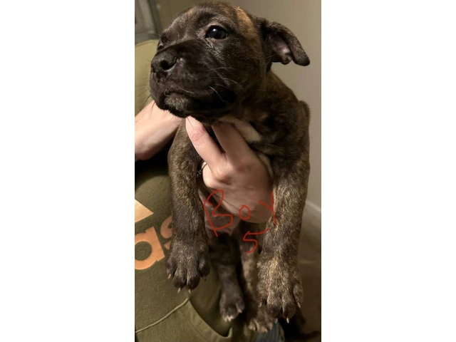 Gorgeous pitbull puppies ISO forever home - 5/9