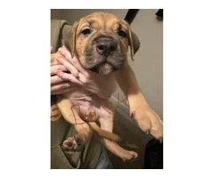 Gorgeous pitbull puppies ISO forever home - 6