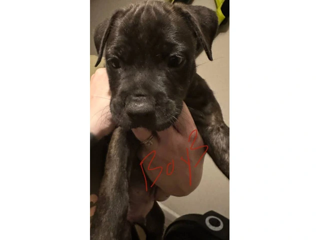 Gorgeous pitbull puppies ISO forever home - 7/9