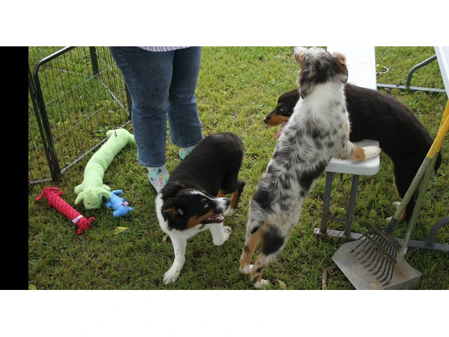 Purebred Australian Shepherd Puppies Available: Standard Size, Vet Checked, and DNA Health Tested - 1/6