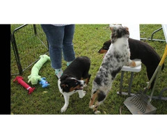 Purebred Australian Shepherd Puppies Available: Standard Size, Vet Checked, and DNA Health Tested