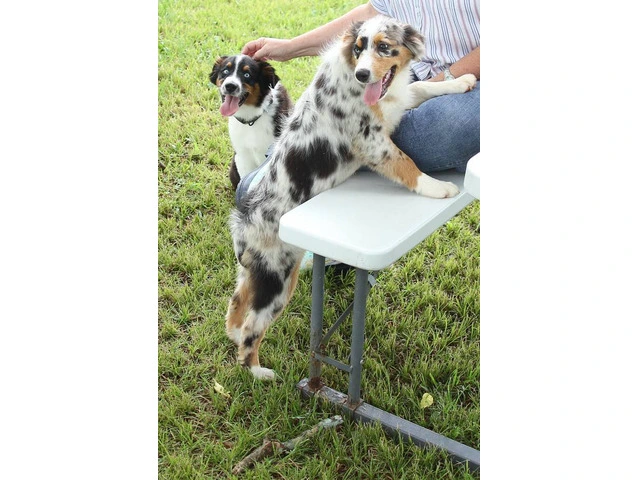 Purebred Australian Shepherd Puppies Available: Standard Size, Vet Checked, and DNA Health Tested - 2/6