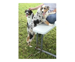 Purebred Australian Shepherd Puppies Available: Standard Size, Vet Checked, and DNA Health Tested - 2