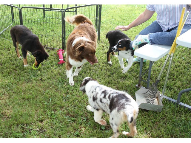 Purebred Australian Shepherd Puppies Available: Standard Size, Vet Checked, and DNA Health Tested - 4/6