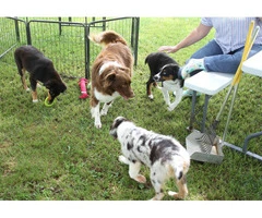 Purebred Australian Shepherd Puppies Available: Standard Size, Vet Checked, and DNA Health Tested - 4