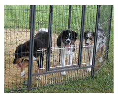 Purebred Australian Shepherd Puppies Available: Standard Size, Vet Checked, and DNA Health Tested - 5