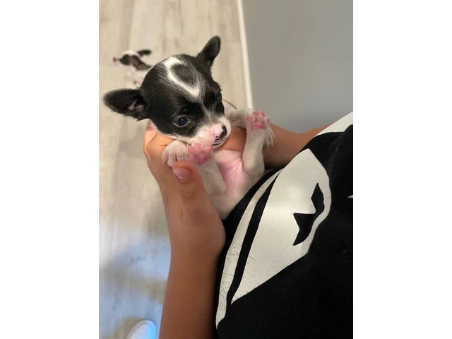 8-Week-Old Male Chihuahua Puppy - 1/4