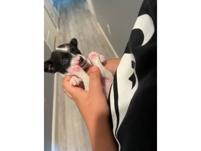 8-Week-Old Male Chihuahua Puppy - 3/4