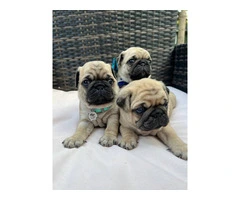 3 cute Pug puppies for sale