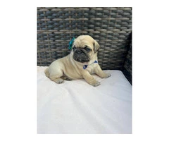 3 cute Pug puppies for sale - 2