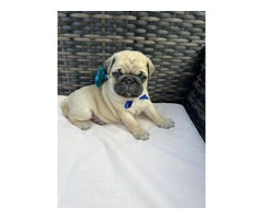 3 cute Pug puppies for sale - 3