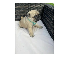 3 cute Pug puppies for sale - 4
