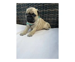 3 cute Pug puppies for sale - 5