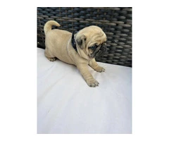 3 cute Pug puppies for sale - 6