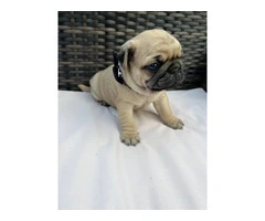 3 cute Pug puppies for sale - 7