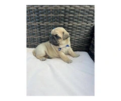 3 cute Pug puppies for sale - 8