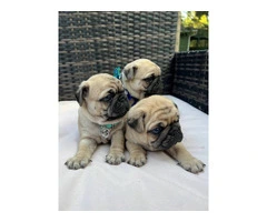 3 cute Pug puppies for sale - 9