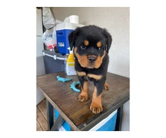 6 Rottweiler Puppies Ready for Loving Homes