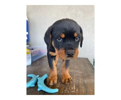 6 Rottweiler Puppies Ready for Loving Homes - 2