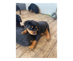 6 Rottweiler Puppies Ready for Loving Homes - 3