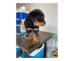 6 Rottweiler Puppies Ready for Loving Homes - 4