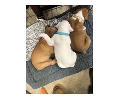 Purebred Boxer Puppies
