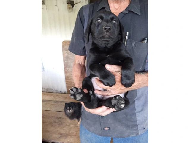5 Aussiedor puppies for sale - 1/9