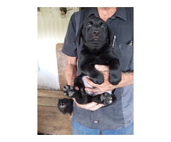 5 Aussiedor puppies for sale - 1